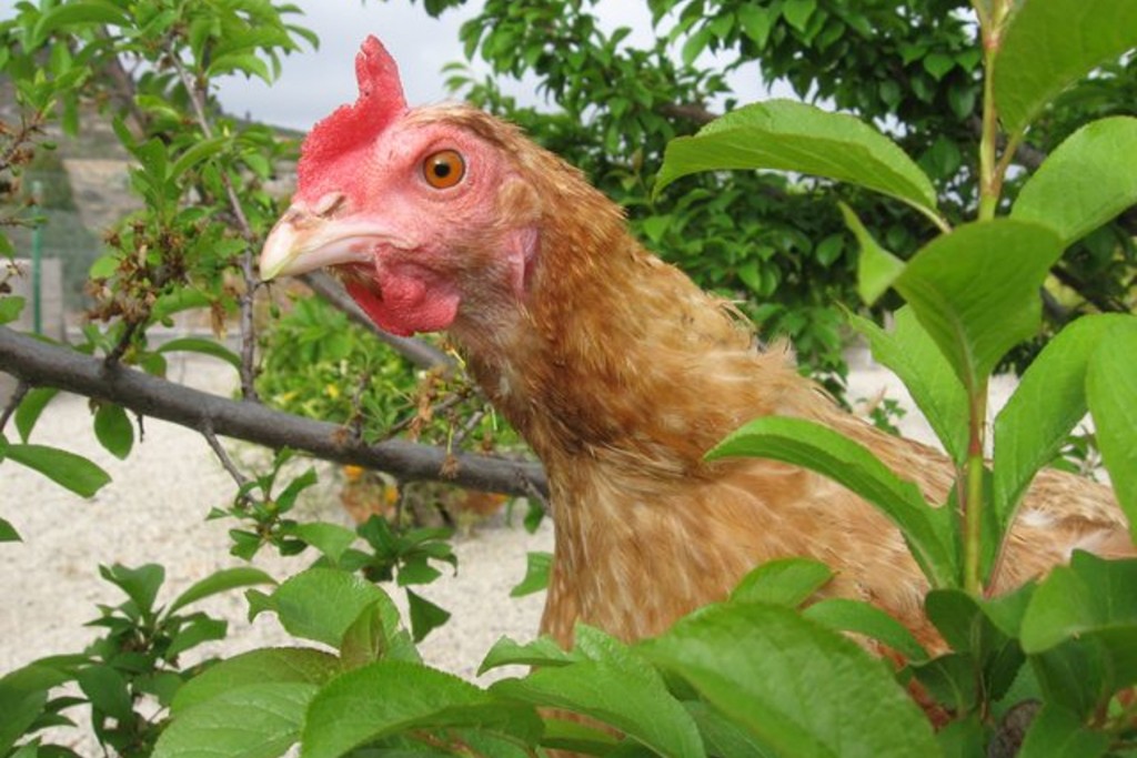 Chicken in tree