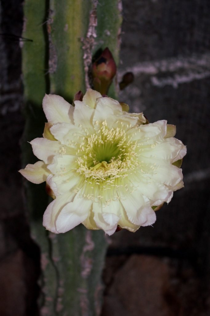 cactusflower