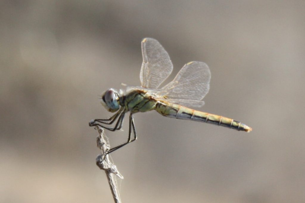 dragonfly240716